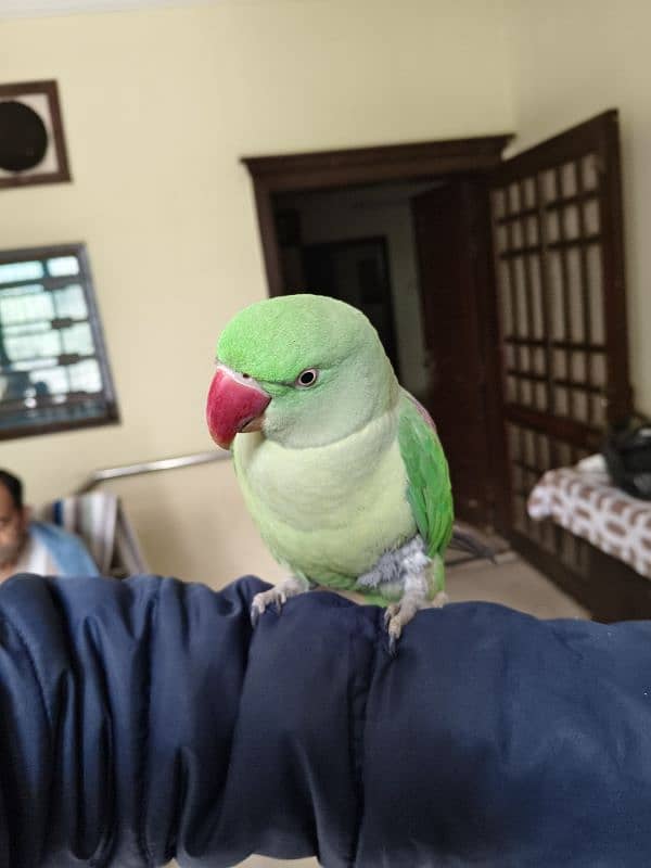 Raw parrot female 1