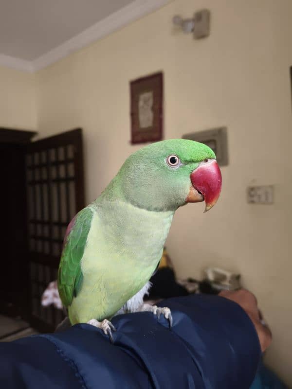 Raw parrot female 2