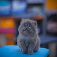 Persian Kittens | Grey Kittens | Triple coated Kitten | White Kitten