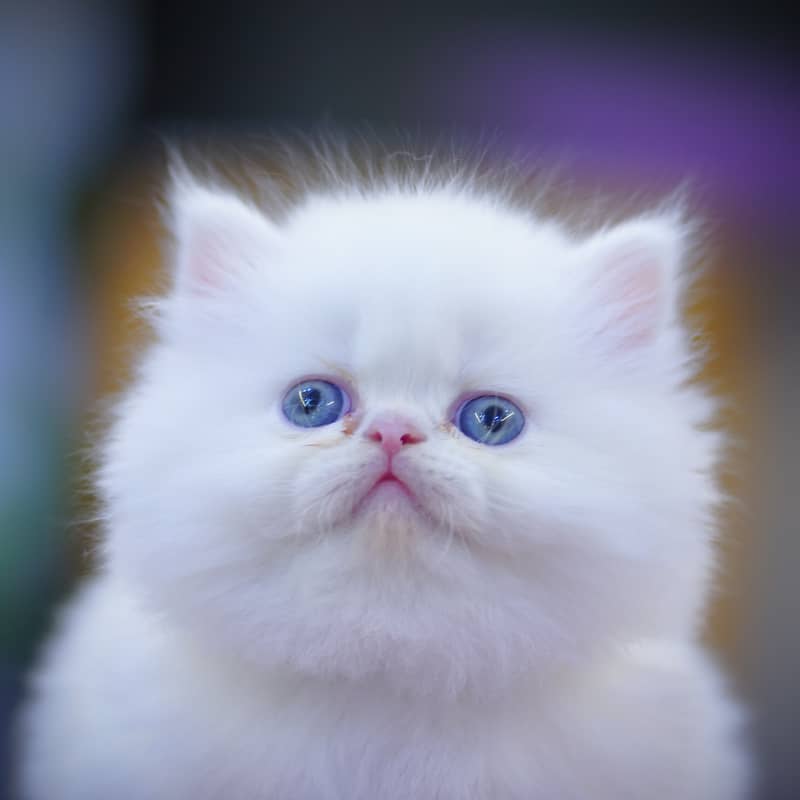 Persian Kittens | Grey Kittens | Triple coated Kitten | White Kitten 1