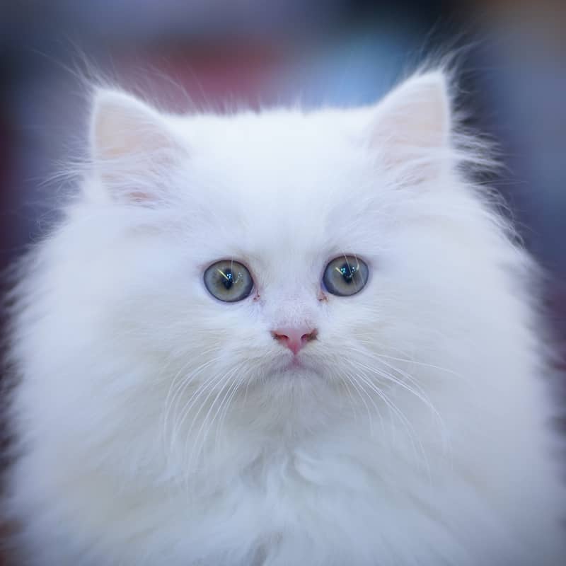 Persian Kittens | Grey Kittens | Triple coated Kitten | White Kitten 3