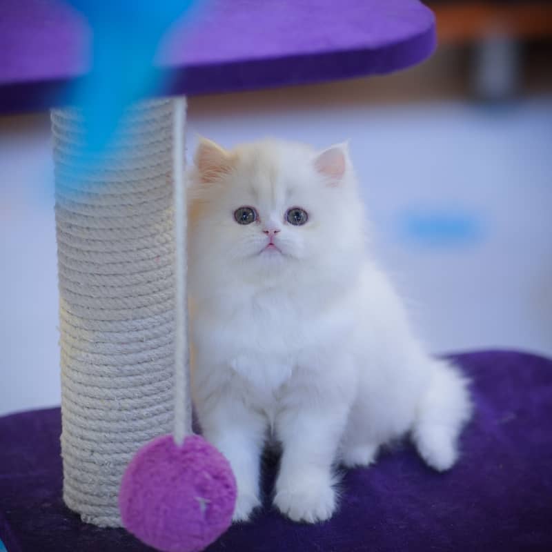 Persian Kittens | Grey Kittens | Triple coated Kitten | White Kitten 5