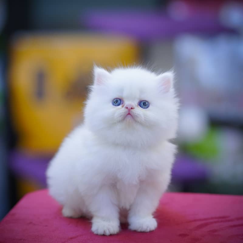 Persian Kittens | Grey Kittens | Triple coated Kitten | White Kitten 6