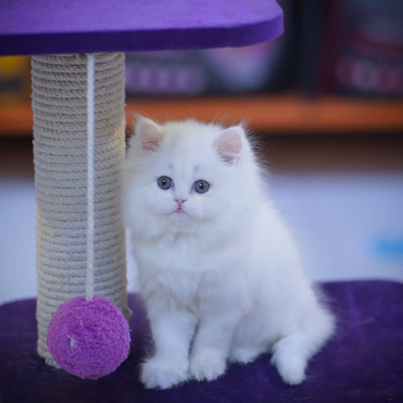 Persian Kittens | Grey Kittens | Triple coated Kitten | White Kitten 7