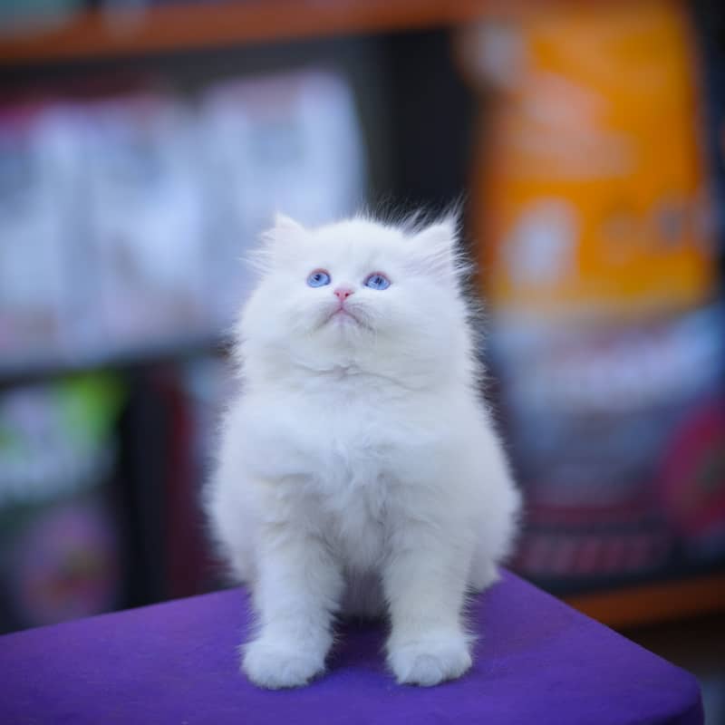 Persian Kittens | Grey Kittens | Triple coated Kitten | White Kitten 8