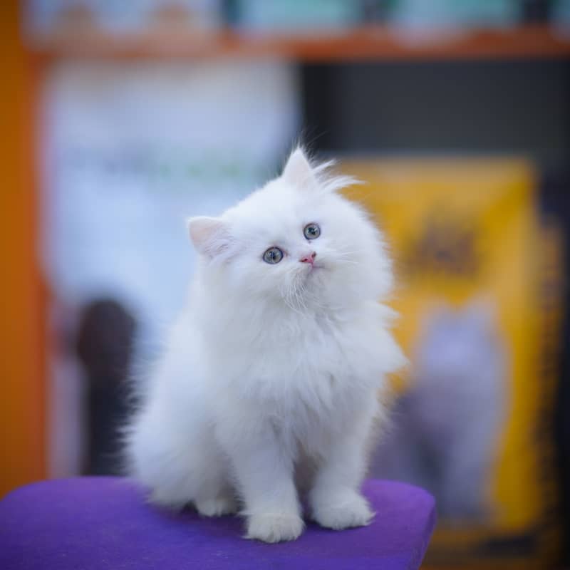 Persian Kittens | Grey Kittens | Triple coated Kitten | White Kitten 9