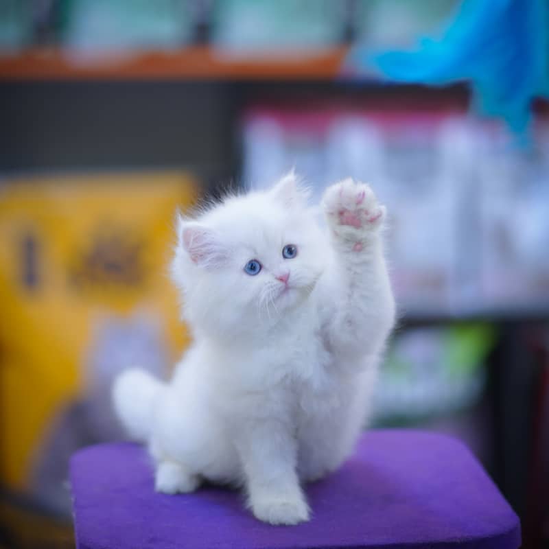 Persian Kittens | Grey Kittens | Triple coated Kitten | White Kitten 10