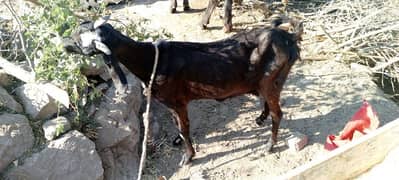 Desi bakri for sale sth 1 female bachi ha