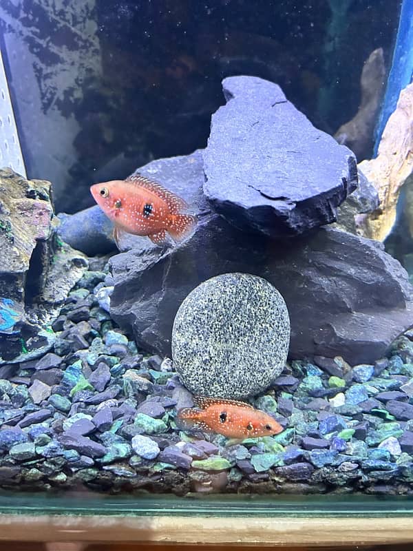 Red Jewel Cichlid 0