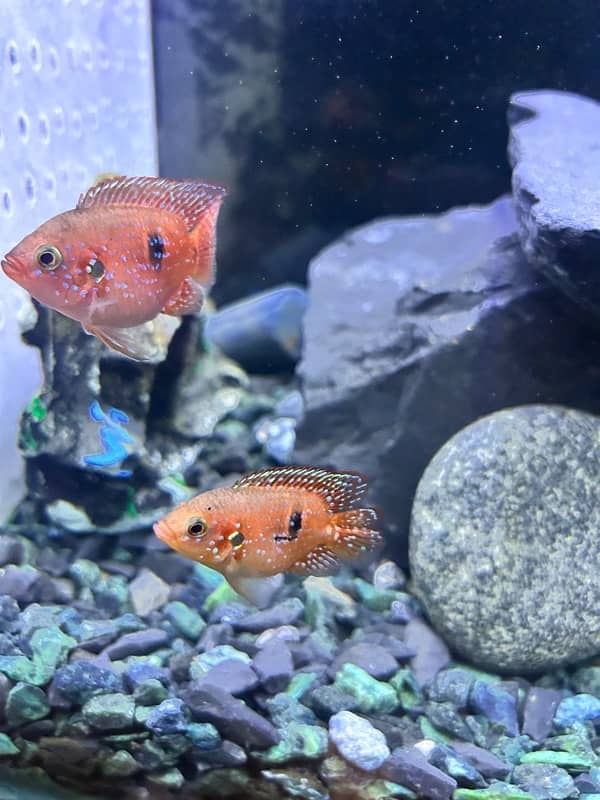 Red Jewel Cichlid 1