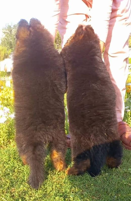 German Shepherd long coat show quality pair for sale 1