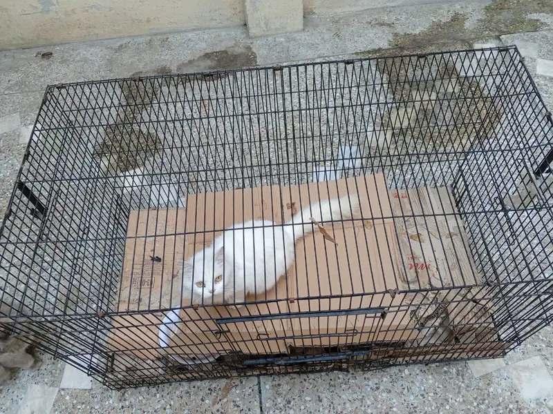 Heavy thick wire 13kg big cafe for pets — photo 3