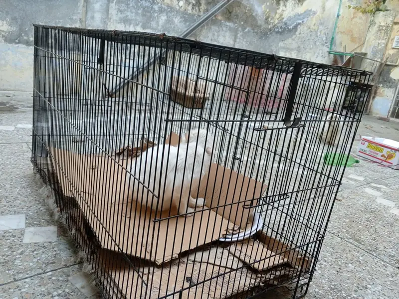 Heavy thick wire 13kg big cafe for pets — photo 4