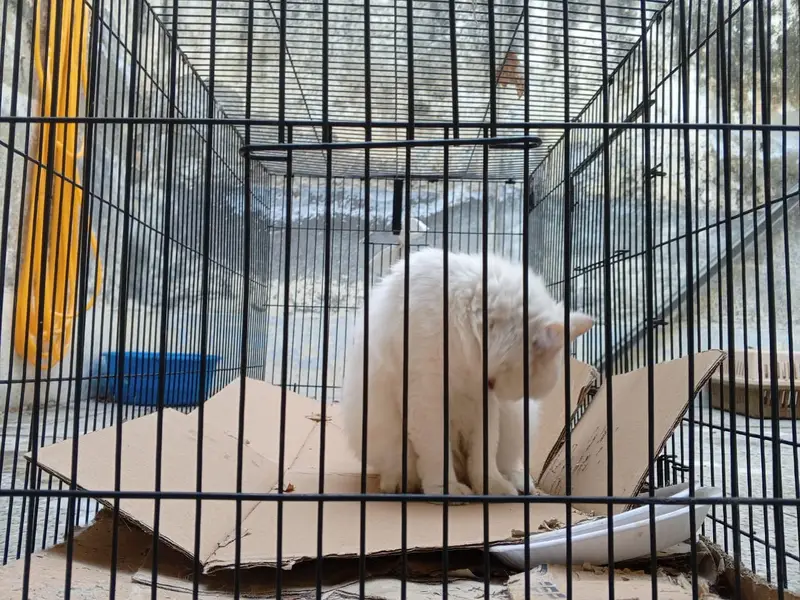 Heavy thick wire 13kg big cafe for pets — photo 5