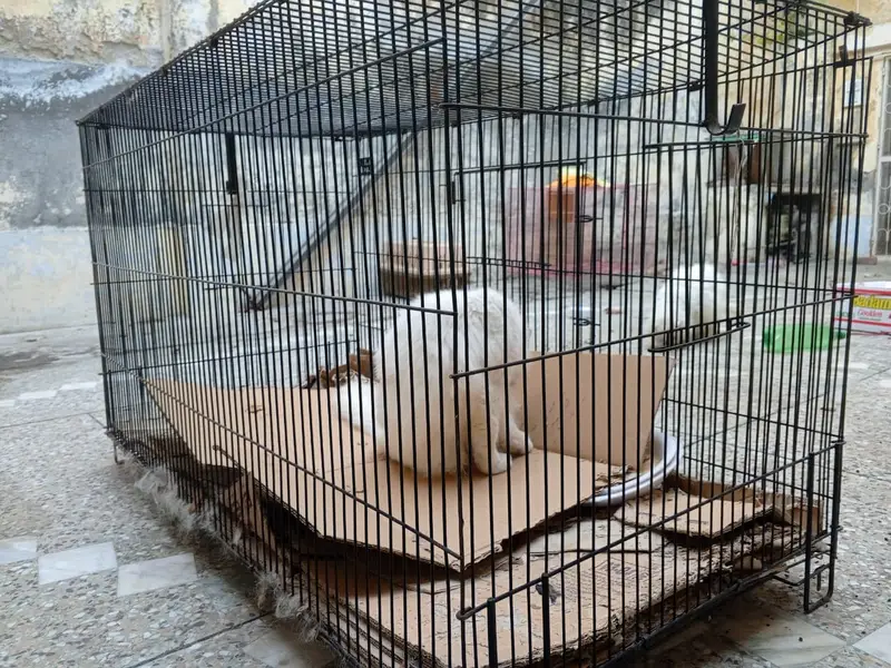 Heavy thick wire 13kg big cafe for pets — photo 7