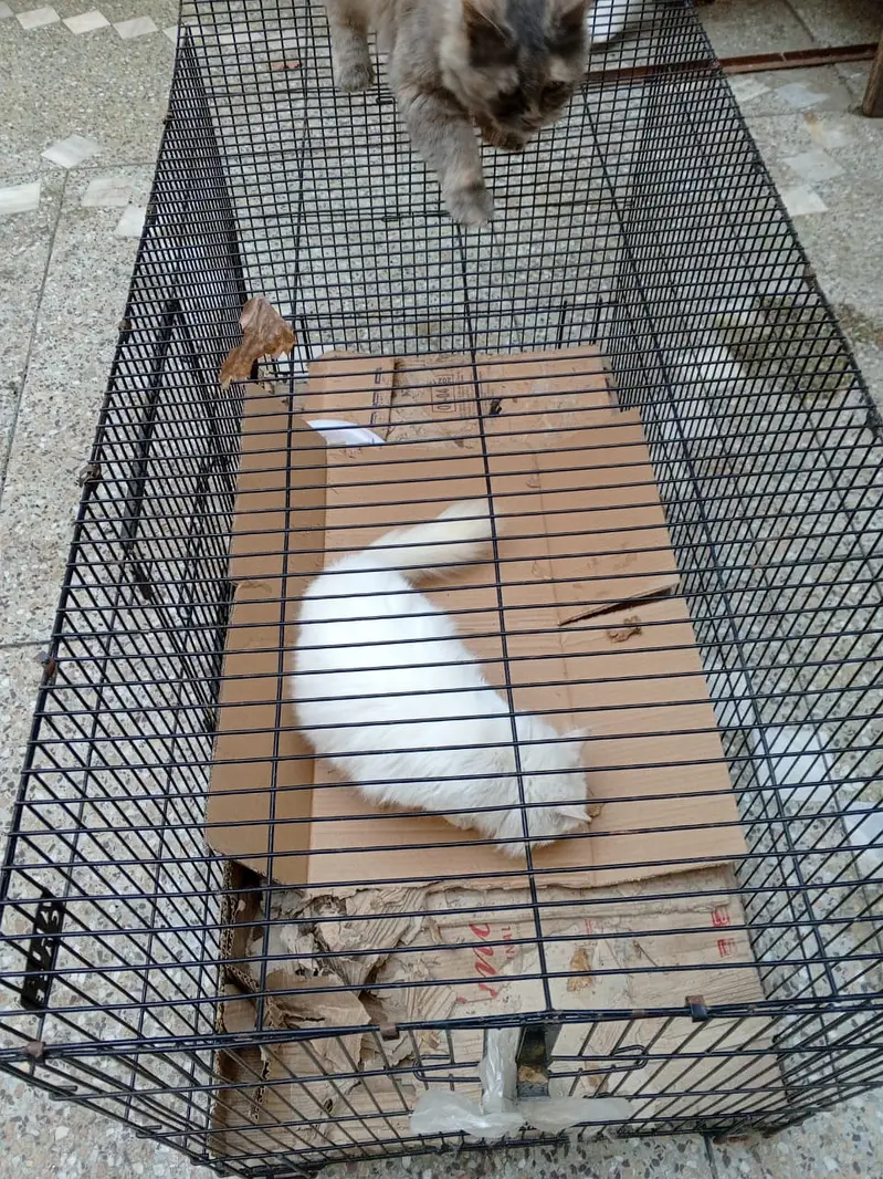 Heavy thick wire 13kg big cafe for pets — photo 8