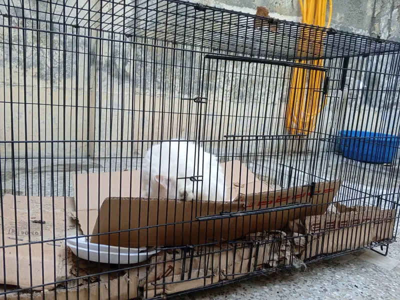 Heavy thick wire 13kg big cafe for pets — photo 9