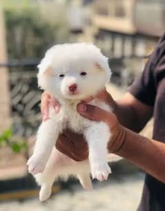 Russian puppy dog for sale