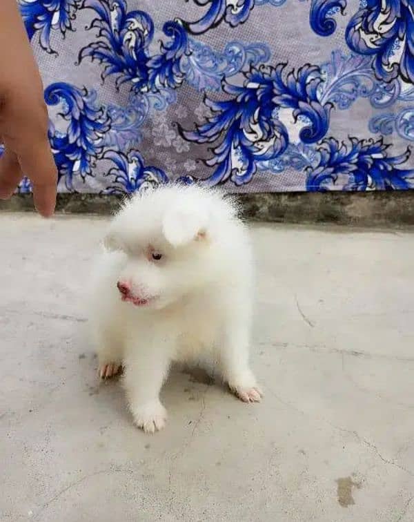 Russian puppy dog for sale 1