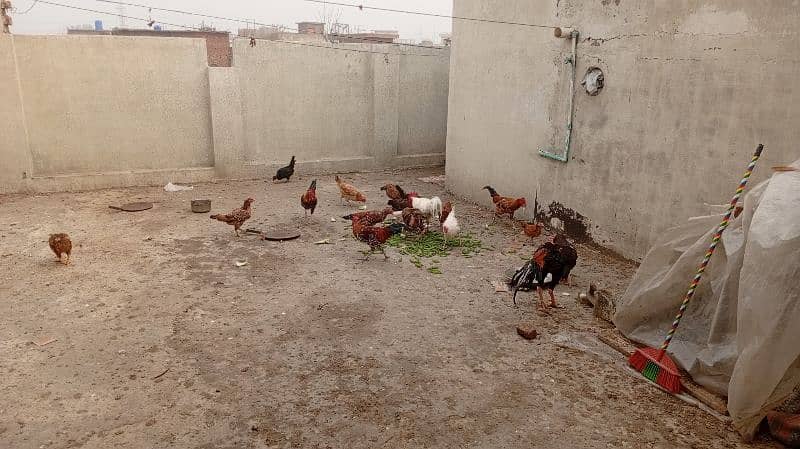 Pure Desi Hens Home Breed 0