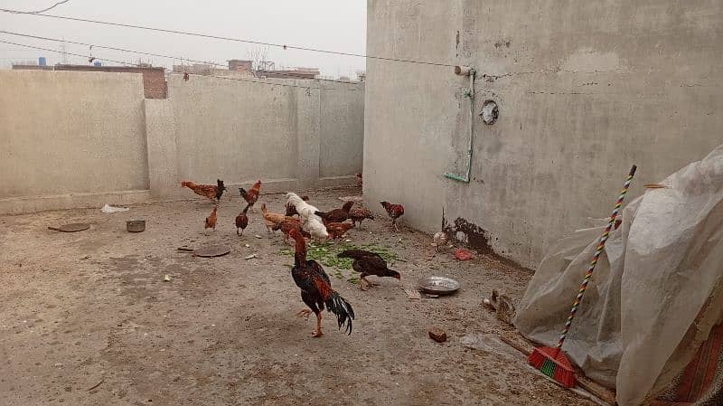 Pure Desi Hens Home Breed 1