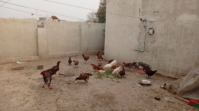 Pure Desi Hens Home Breed 2