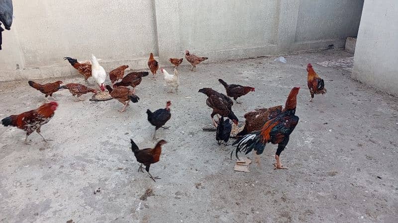 Pure Desi Hens Home Breed 3