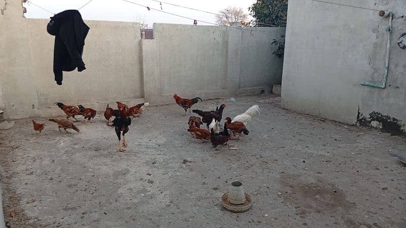 Pure Desi Hens Home Breed 6