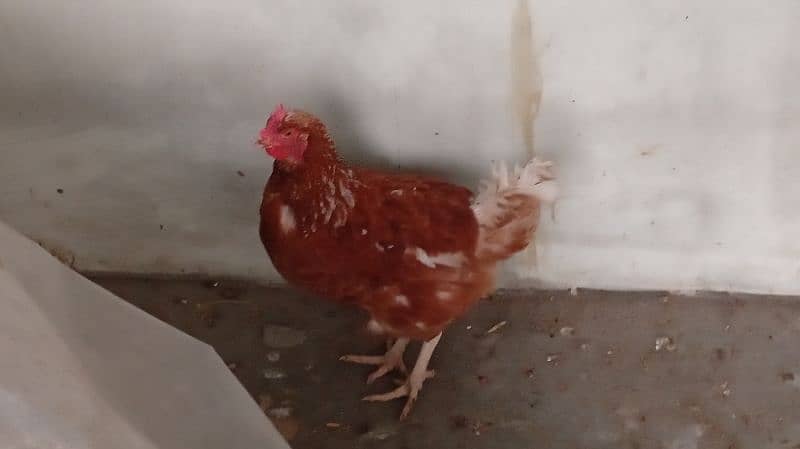 Pure Desi Hens Home Breed 8