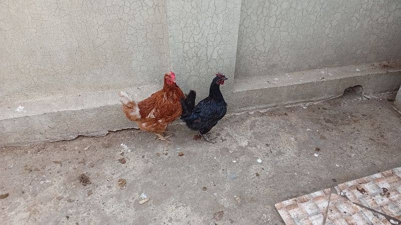 Pure Desi Hens Home Breed 9