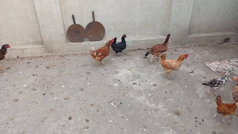 Pure Desi Hens Home Breed 10