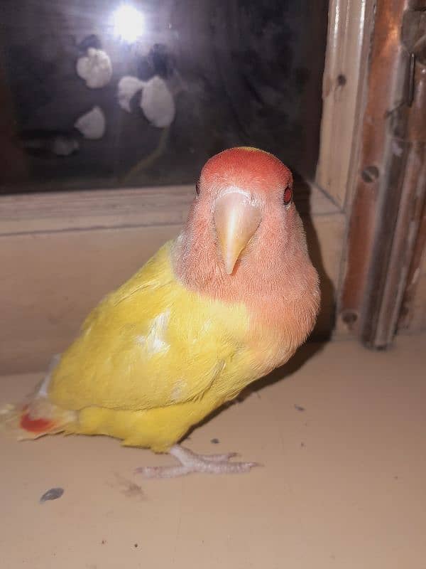 lovebird for sale 0