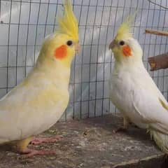 Cockatiel pair Cream Male Pearl Female