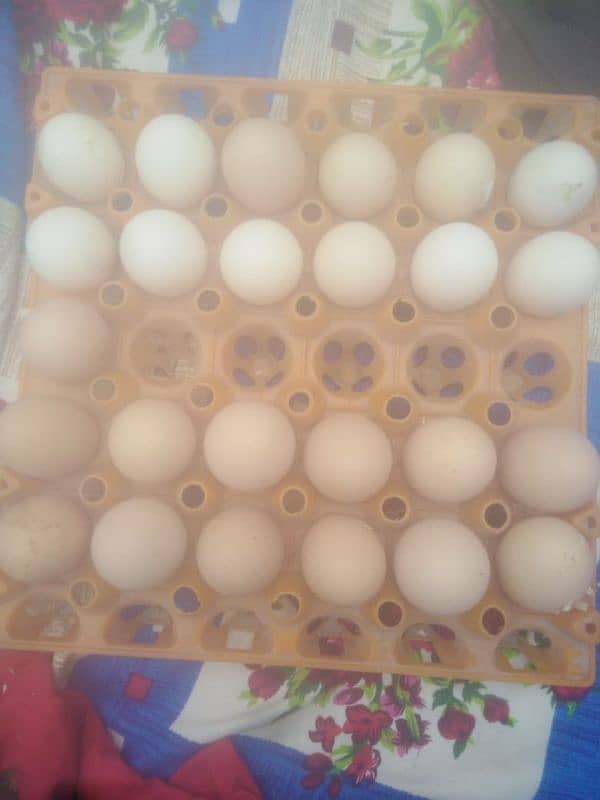 white silky eggs 0