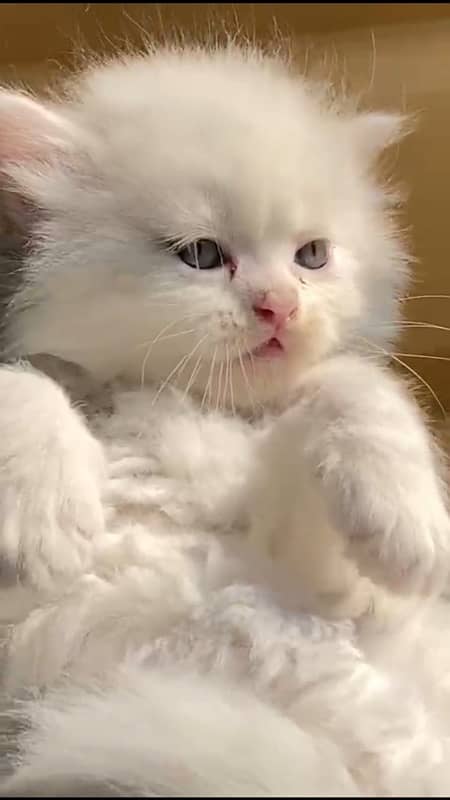 Persian kitten triple coated 0