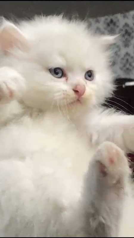 Persian kitten triple coated 1