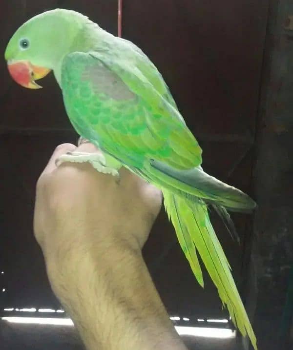 Raw parrot 0