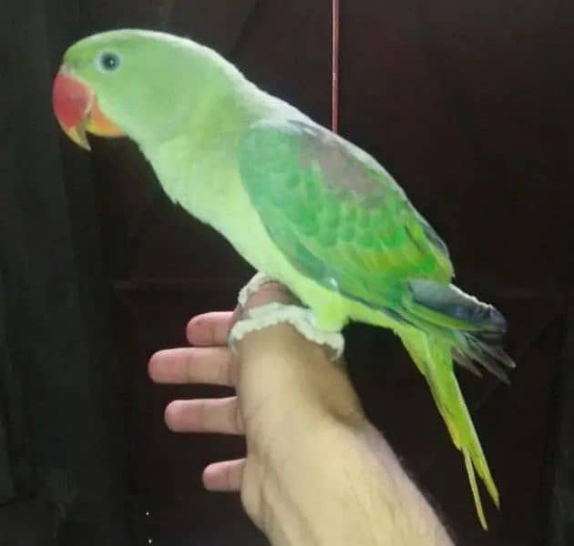 Raw parrot 1