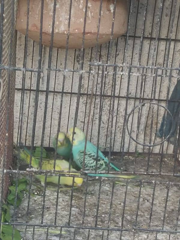 Home breed bhjes . love birds 1