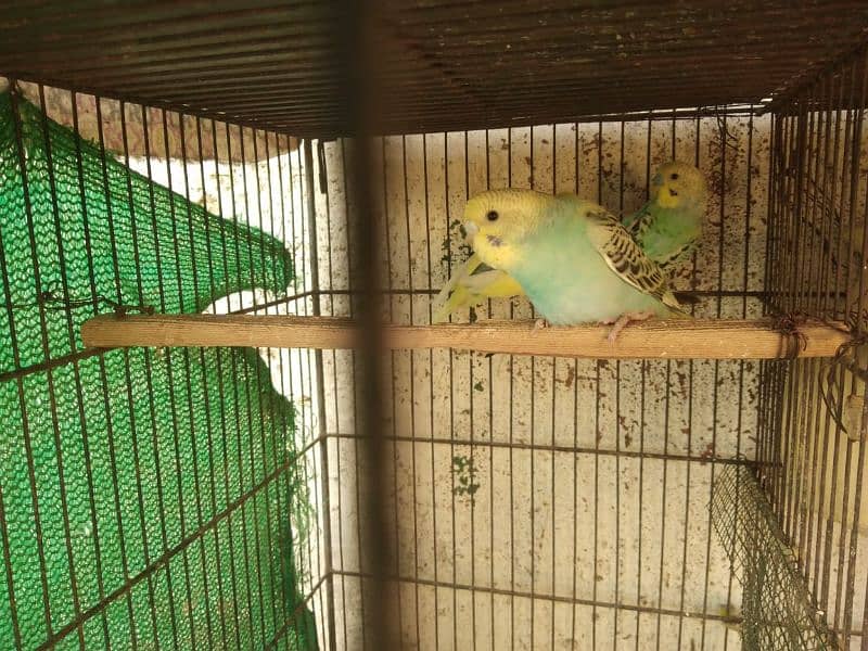 Home breed bhjes . love birds 4