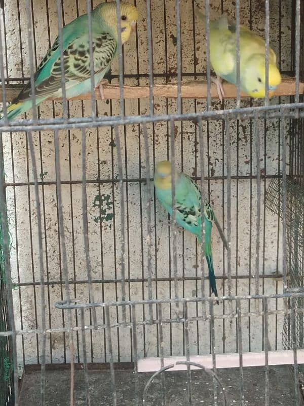 Home breed bhjes . love birds 7