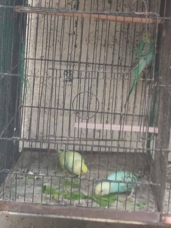 Home breed bhjes . love birds 8