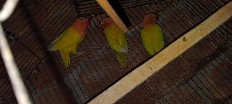 lovebirds personata male 2 female urgent sale 0