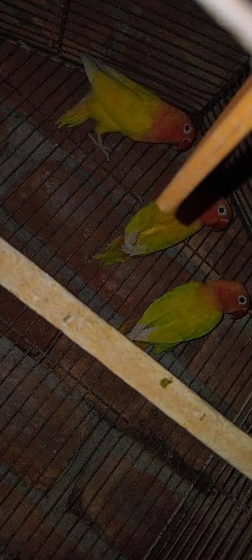 lovebirds personata male 2 female urgent sale 1