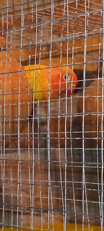 lovebirds personata male 2 female urgent sale 2