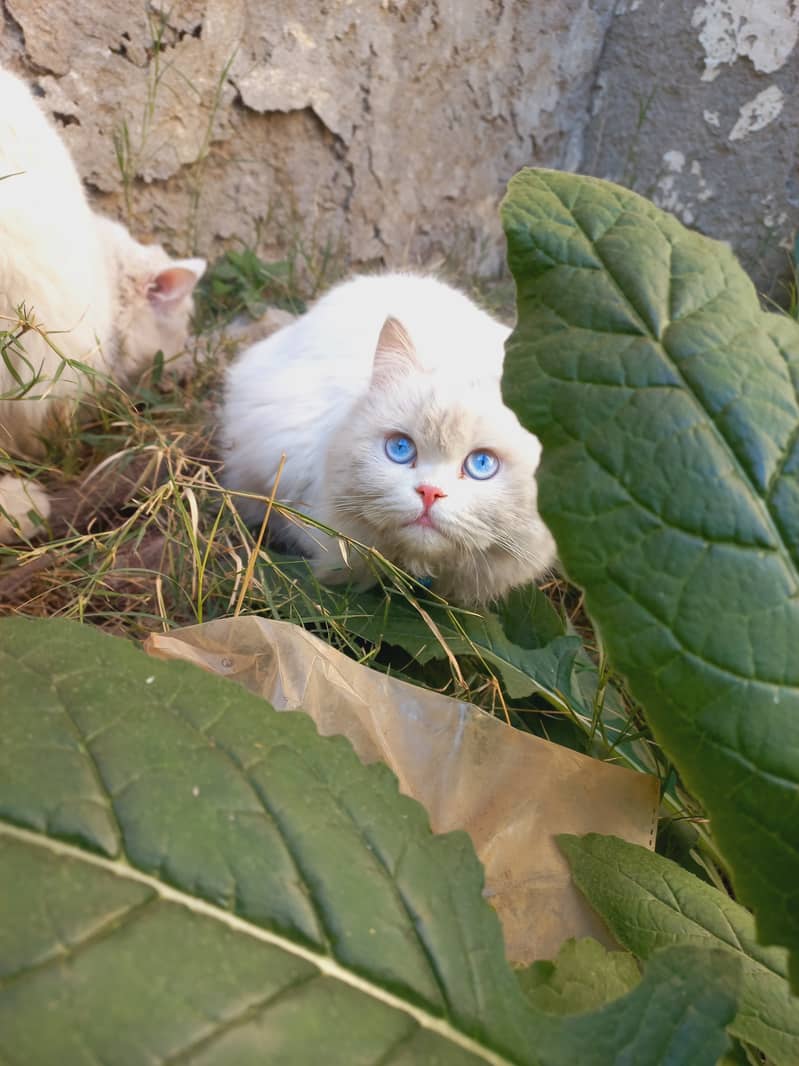 Persian Cat 1