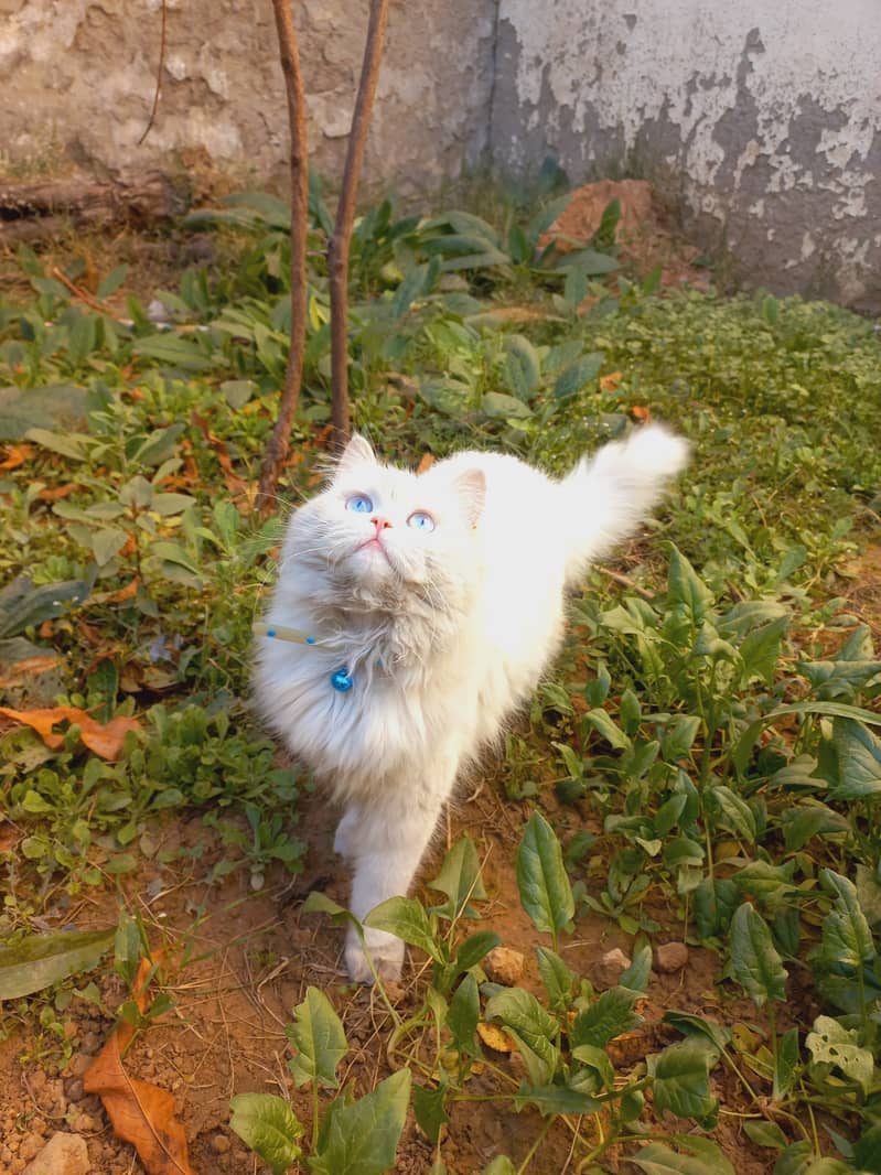 Persian Cat 4