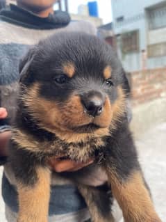 Rottweiler | Rottweiler puppies | Rottweiler puppy | Rottweiler dog