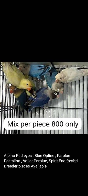 Love birds breeder Pairs for sale 0