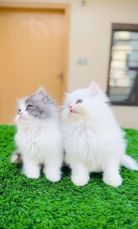 Cat| Persian| Blue eye| kitten| Punch face| 3 kot(⁠⁠⁠o⁠⁠ 0